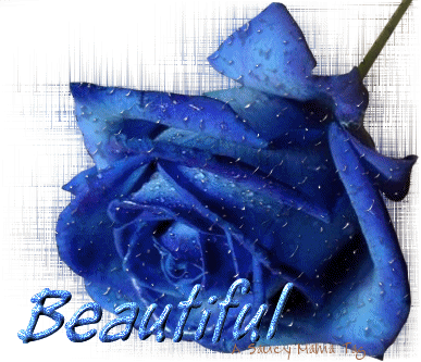 Blue roses Comment