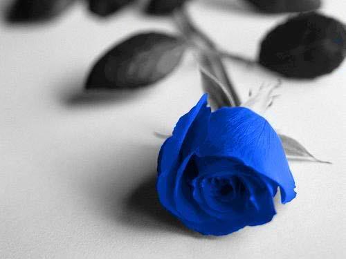 Blue roses Comment